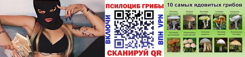 где можно купить Бирюсинск Галлюциногенные грибы Psilocybine cubensis